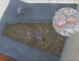 гнездо сапсанов