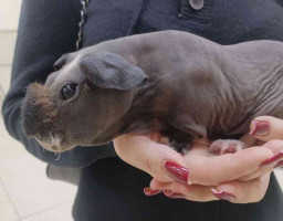 карликовый бегемот