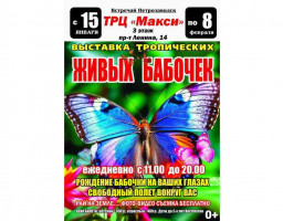 выставка бабочек