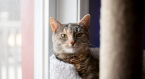 кошка