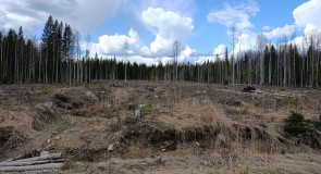 Вырубки в Прионежском районе