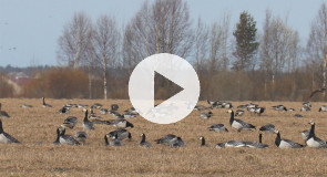Гуси на олонецких полях
