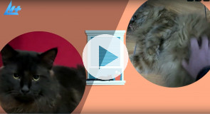 Котики в кружочках