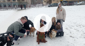 Матрица Победы, собаки герои войны