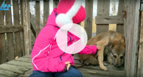 Опекуны для собак