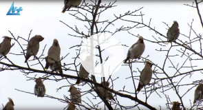 Свиристели прилетели в Петрозаводск