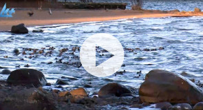 Уточки в Онежском озере