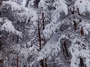 деревья снег