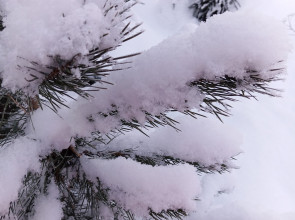 снежная сосна