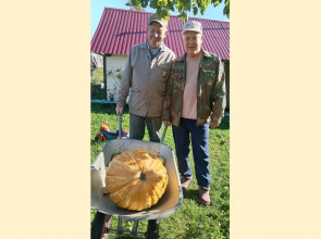 гигантская тыква в тележке