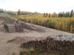 лесная делянка, рубят молодые деревья