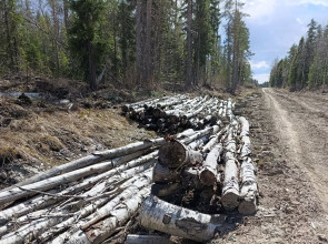 Лесная дорога в Прионежском районе