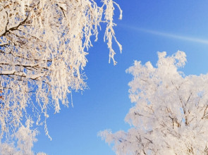 деревья в инее