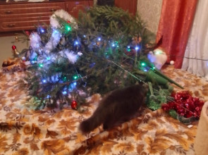 упавшая новогодняя елка