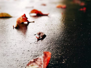 Осень в городе