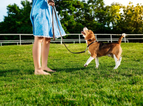 Площадки для собак