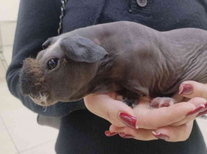 карликовый бегемот