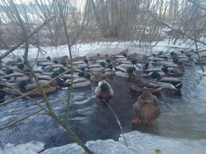 на водоемах образуется лед