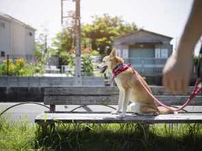 Выгул собак