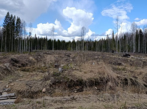Вырубки в Прионежском районе