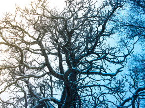 зима_дерево