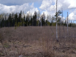 Вырубки в Прионежском районе