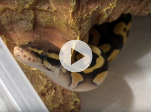 Домашний питон