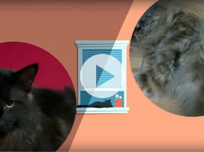 Котики в кружочках