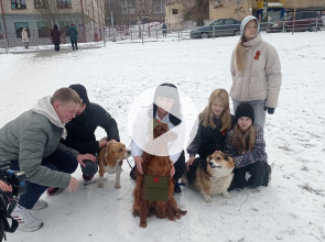 Матрица Победы, собаки герои войны