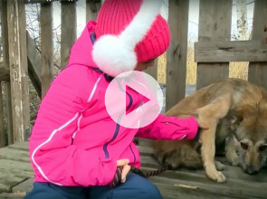 Опекуны для собак