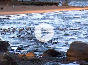 Уточки в Онежском озере