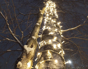 гирлянда на березе