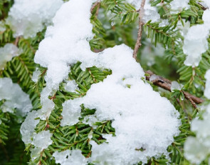 снег_снегопад