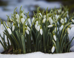 подснежник