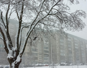 ворона на дереве