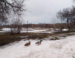 мартовский день в парке