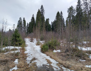 пасмурный день