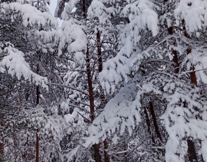 деревья снег