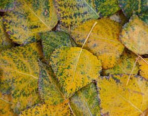 опавшая листва