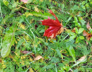 упавший лист