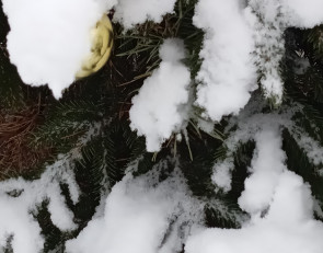 елка в снегу