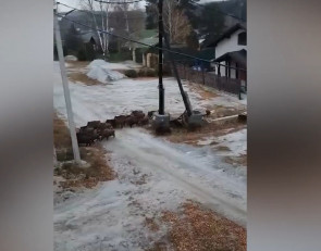 стадо кабанов