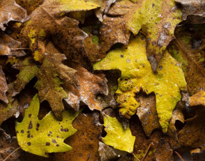 листья с каплями дождя