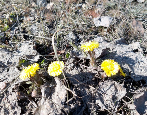 первые цветы