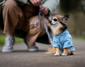 питомец на прогулке