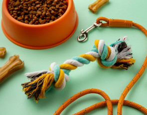 вещи для собак