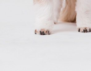 лапы собаки