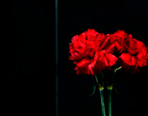 траурные гвоздики