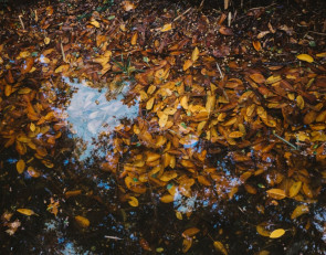 листья в луже