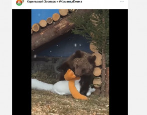 Ежик и гусь